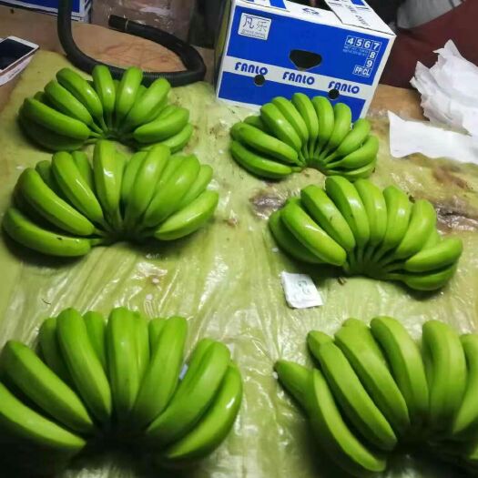 大连菲律宾香蕉 七成熟 