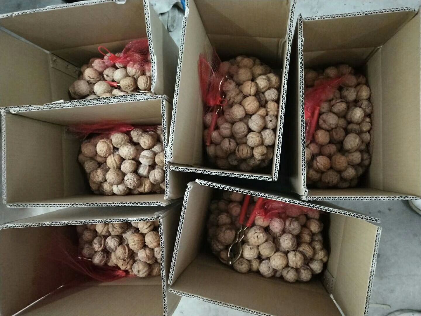 陕西核桃