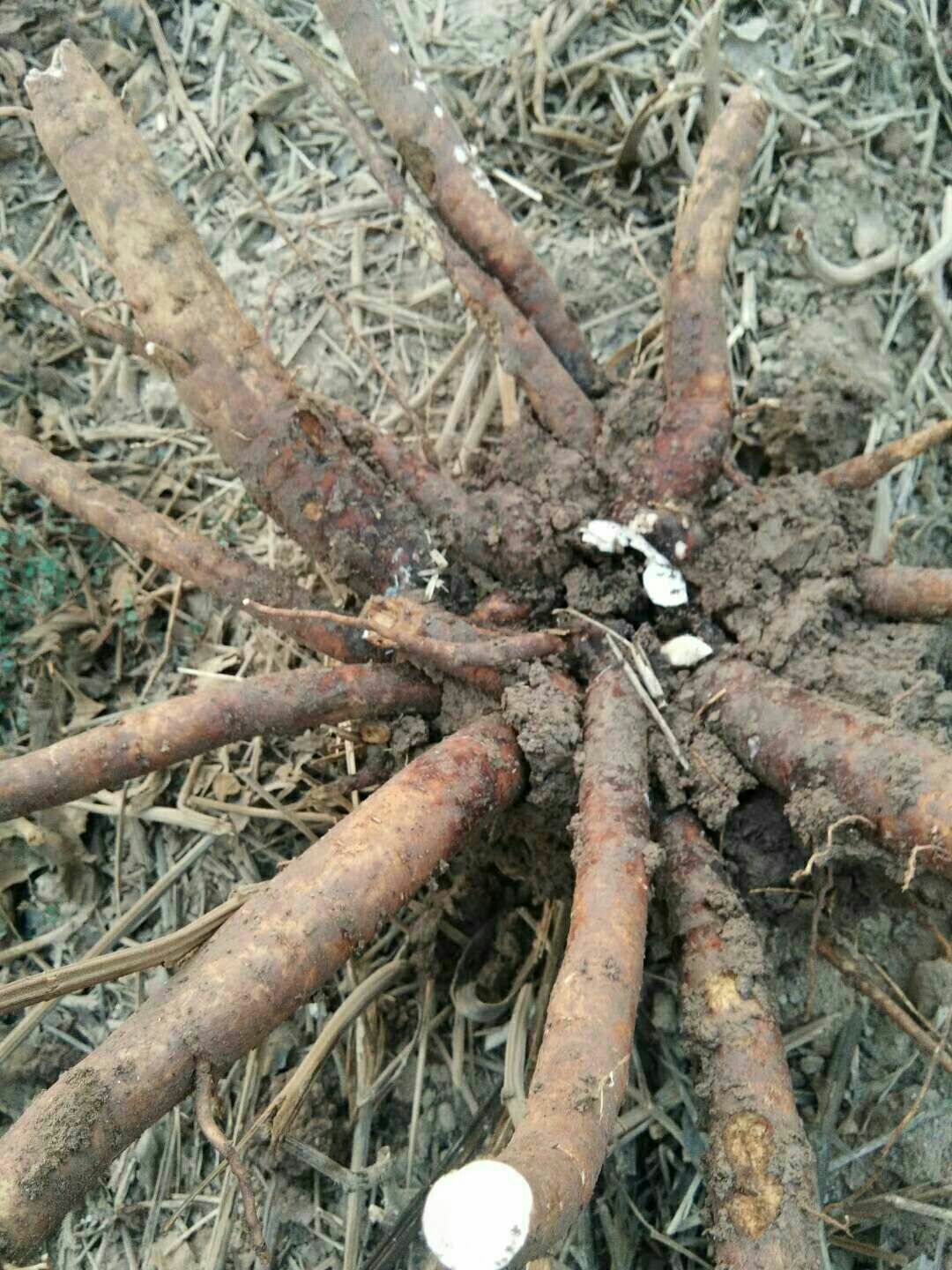 白芍种苗 高产，耐寒