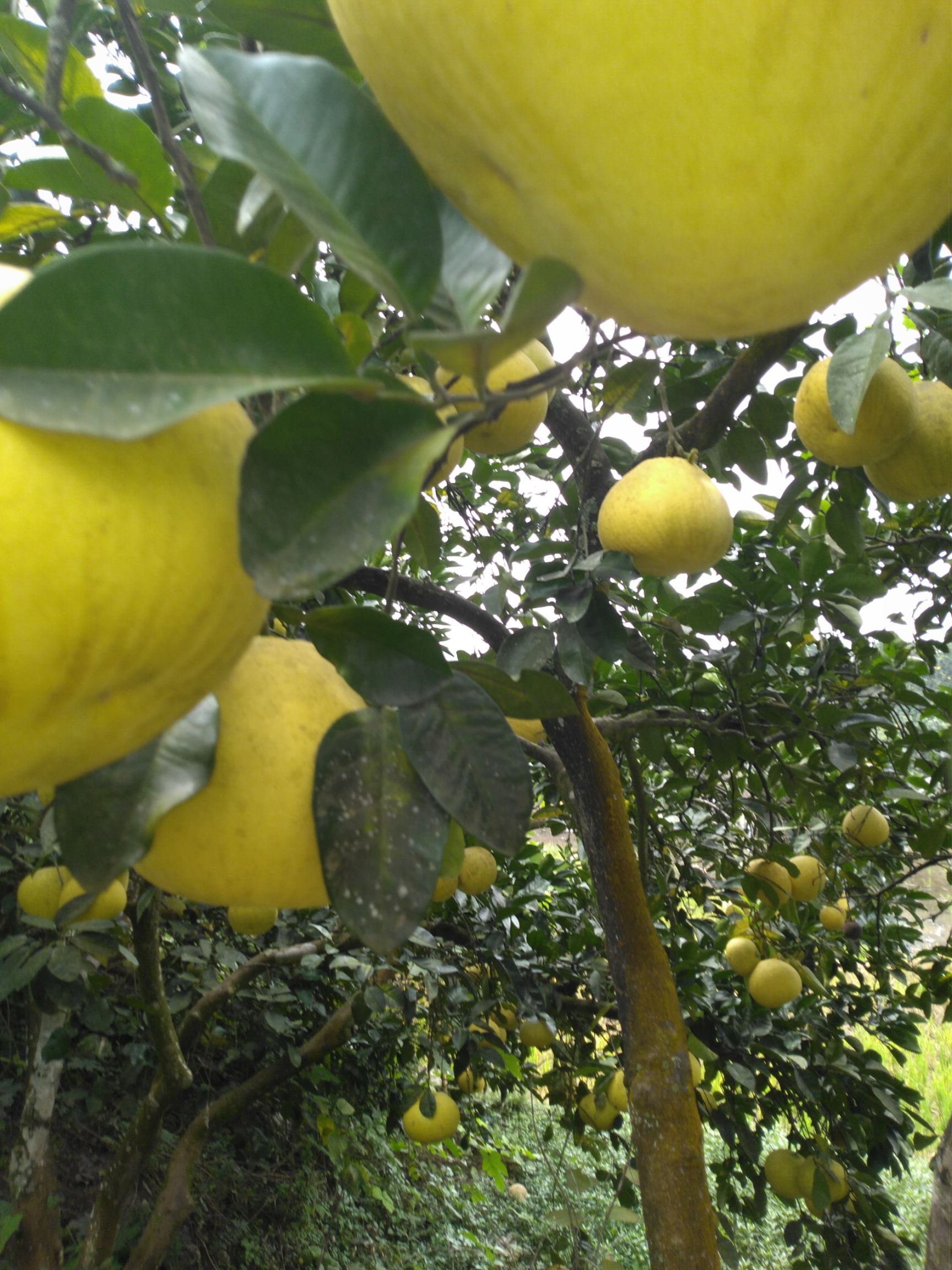 梁山柚 1.5斤以上