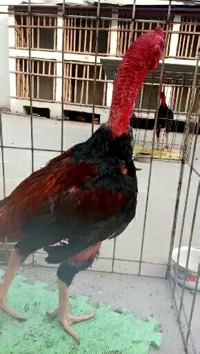 斗鸡 统货 7-8斤