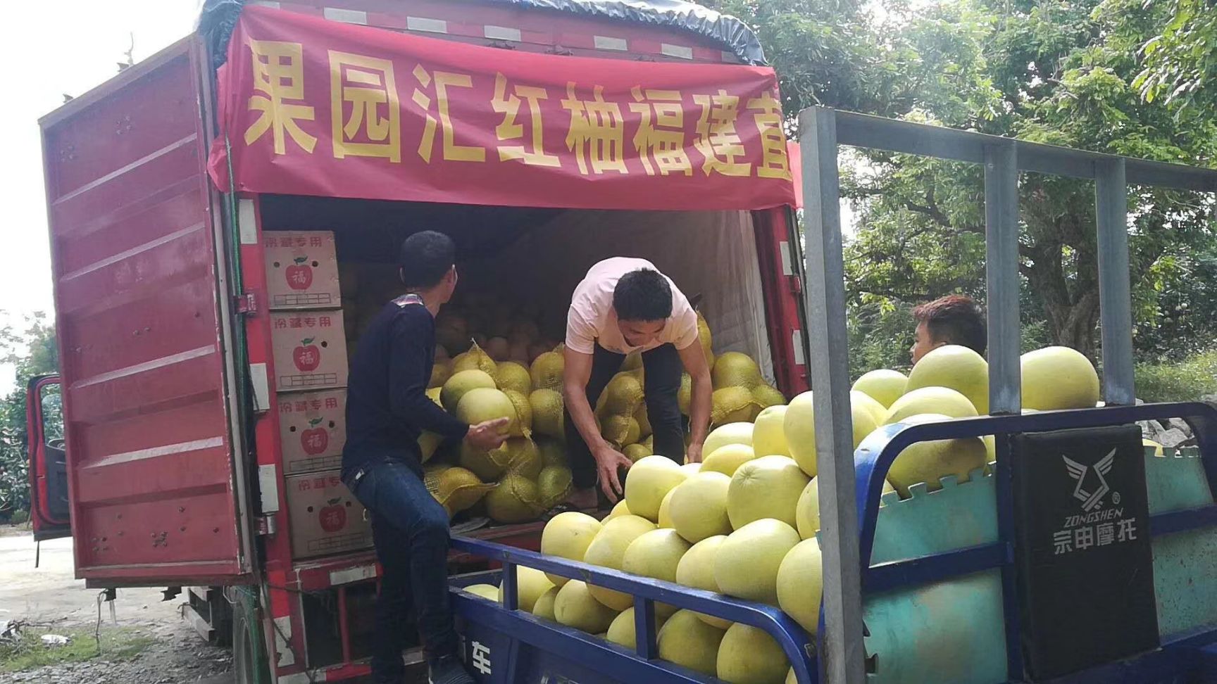 红心柚  琯溪蜜柚