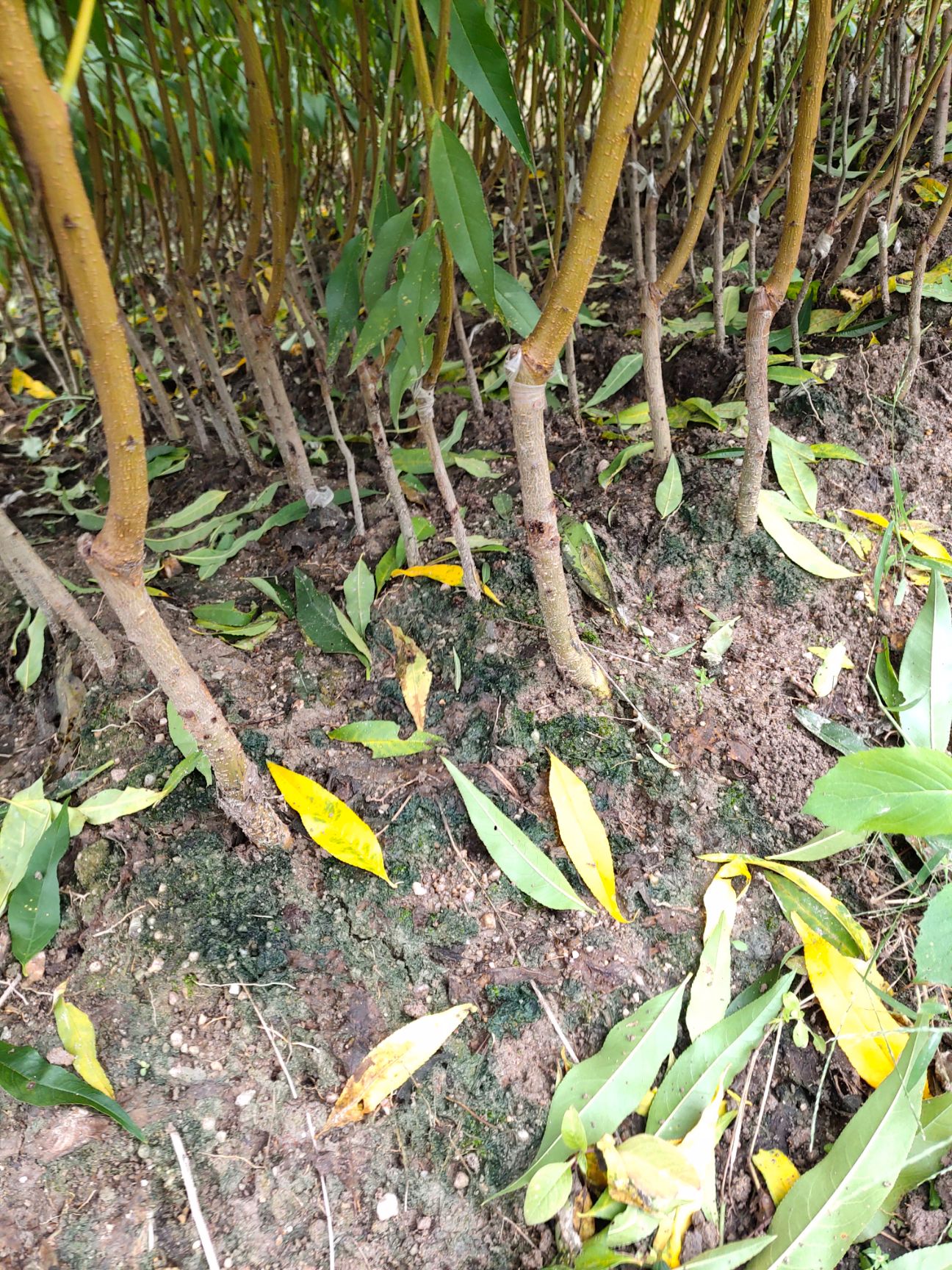 黄桃树苗 本公司桃苗根系发达，品种纯！我们本着“自产自销，薄