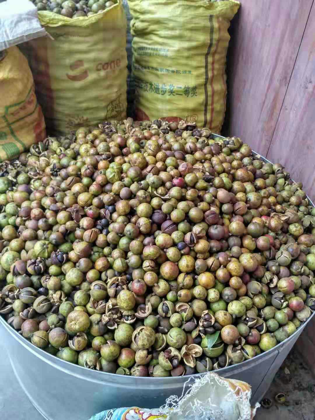 白花茶山茶油