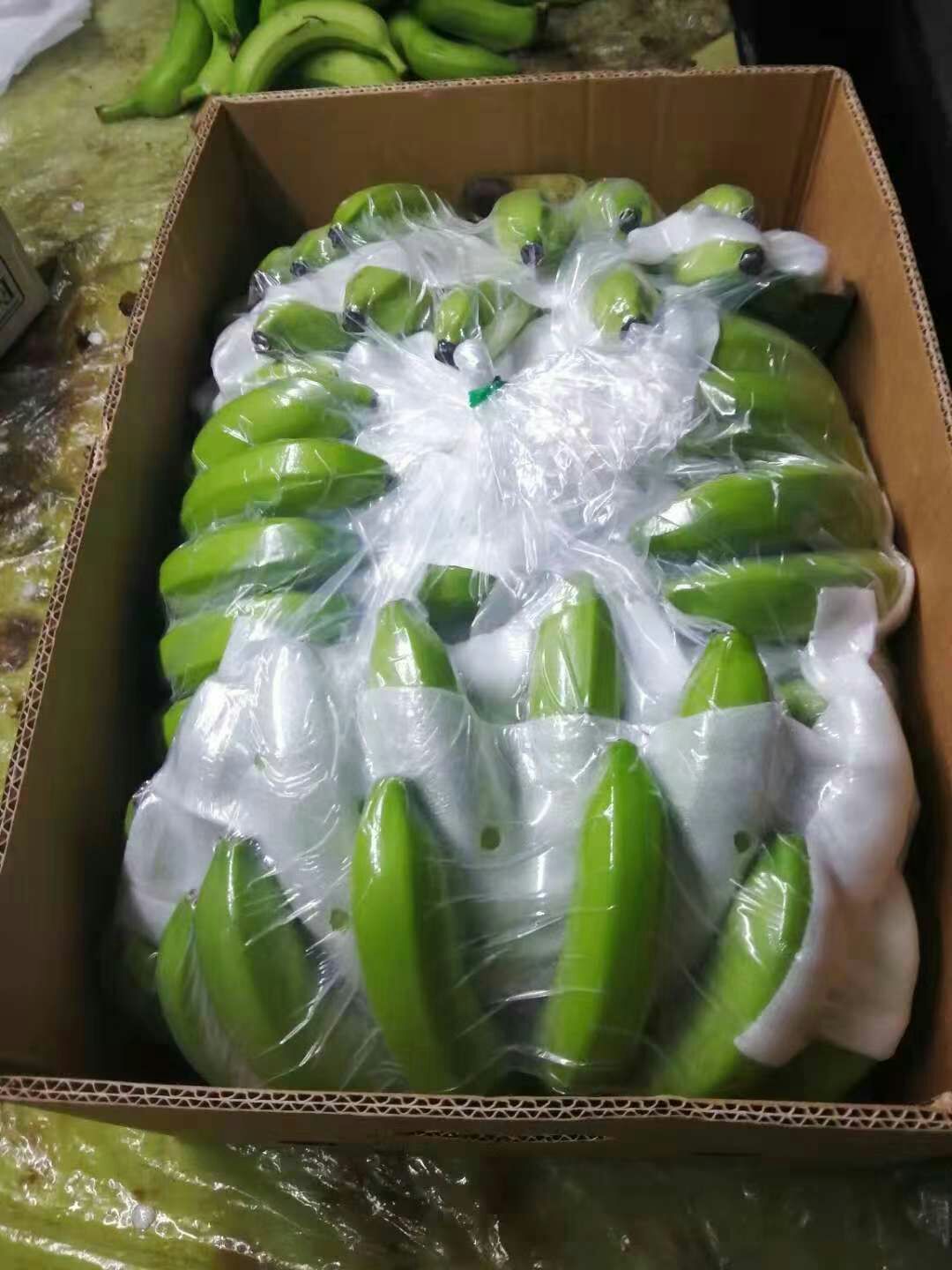 菲律宾香蕉 七成熟 