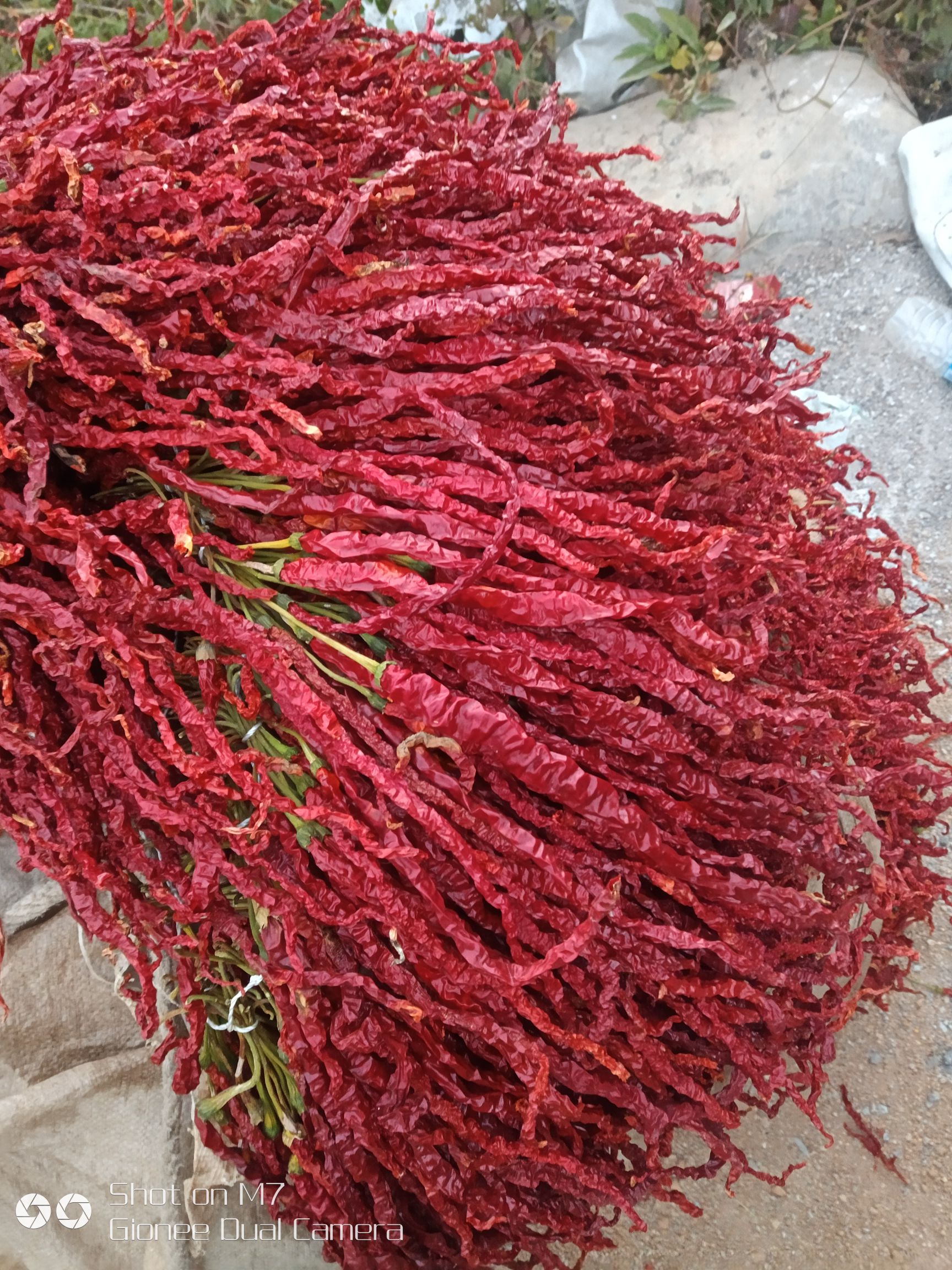 皱椒 最长的威宁辣椒