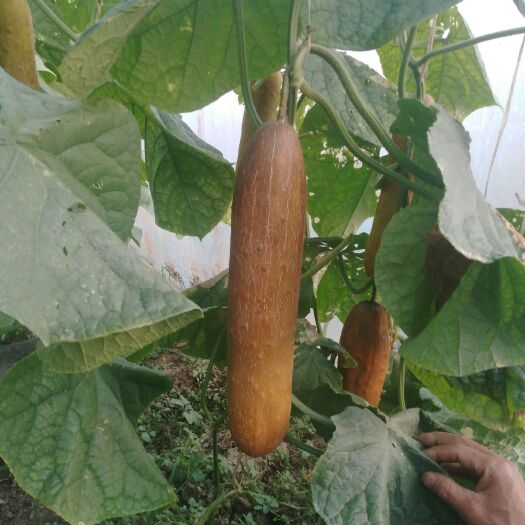 沂源县麻皮老黄瓜 25~30cm 干花带刺