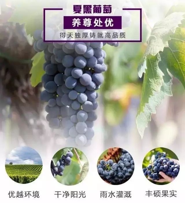 夏黑葡萄干 二等 