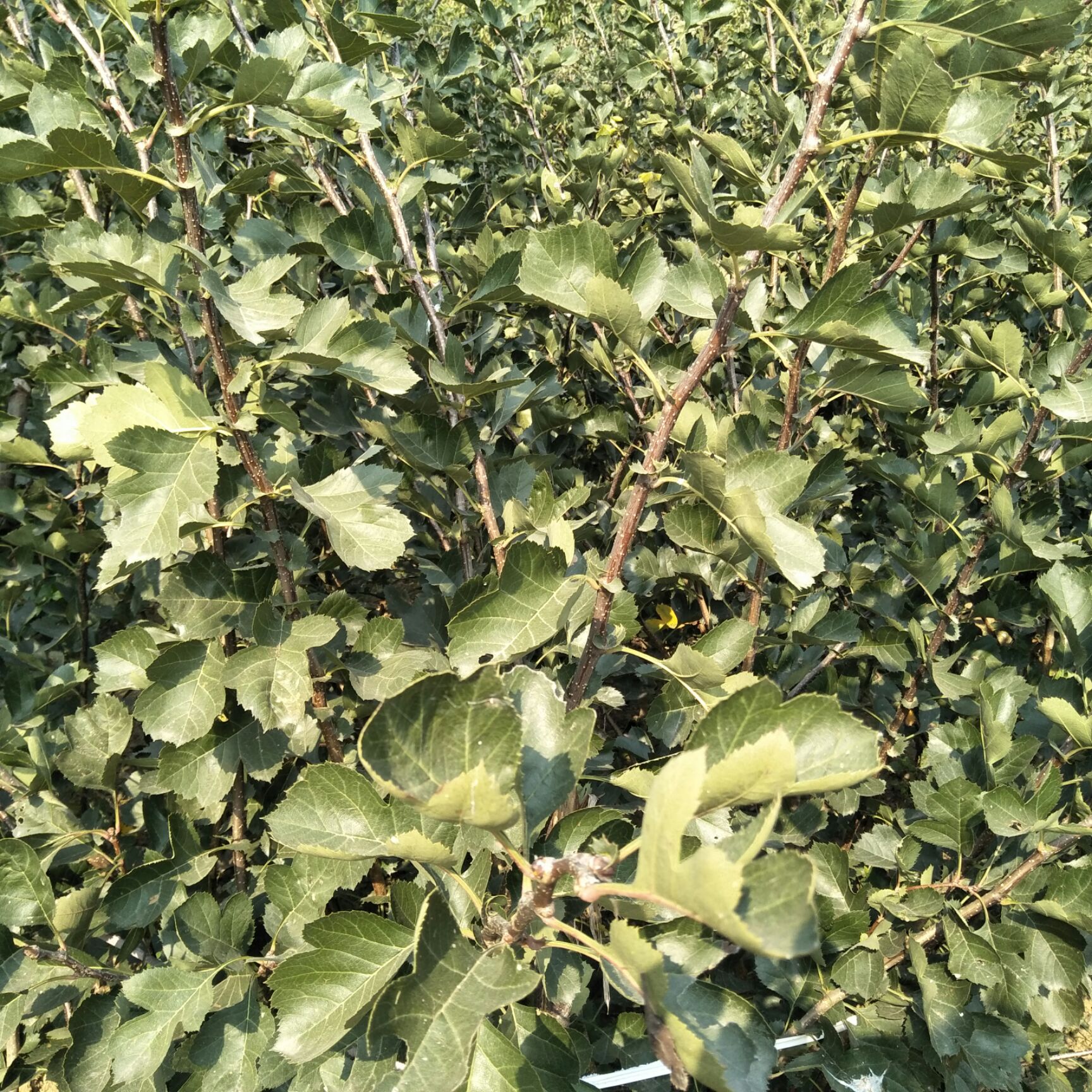 大五棱山楂树苗