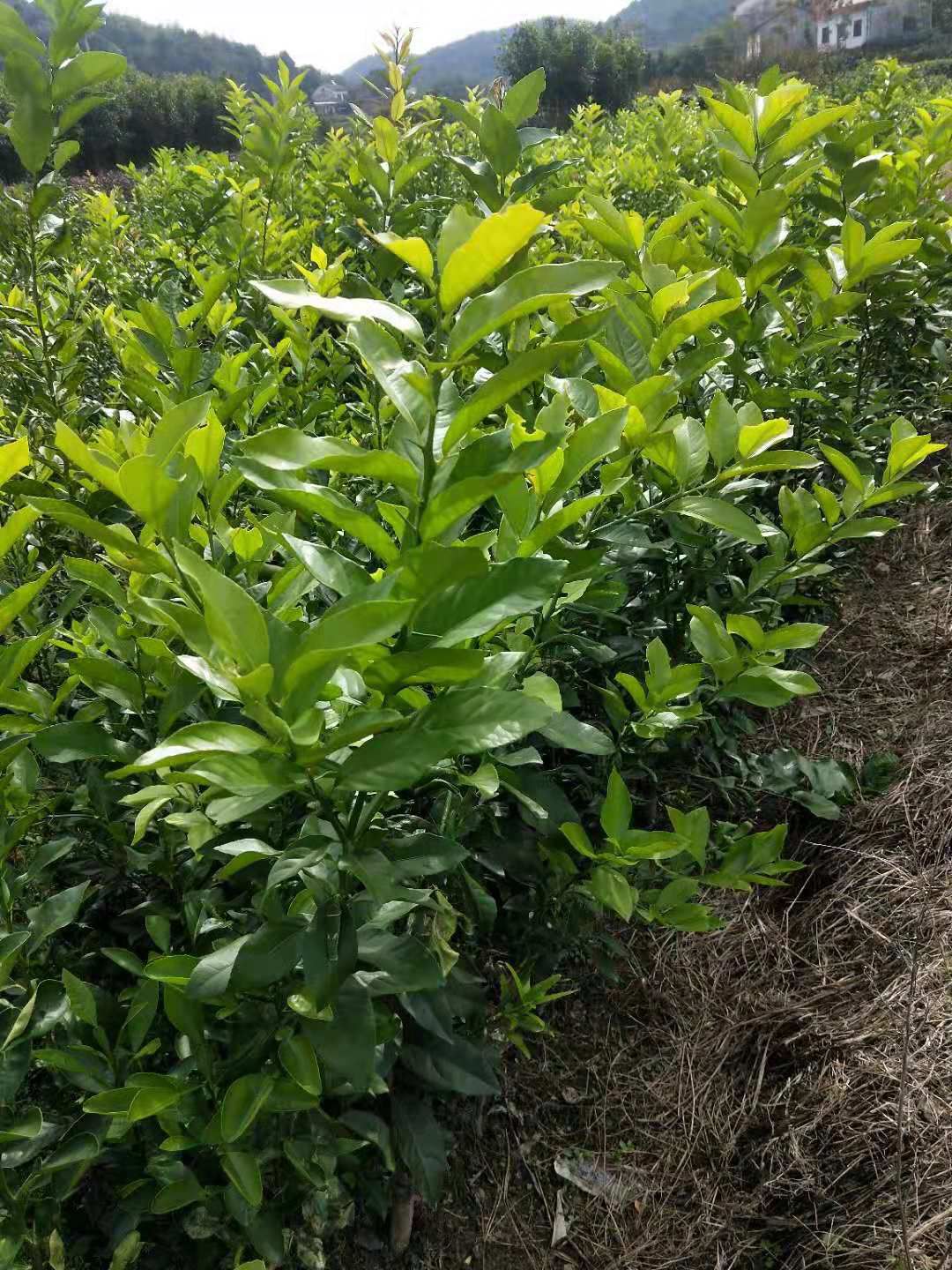 卡拉卡拉红肉脐橙苗 红肉脐橙，果肉是红色的，有的功能