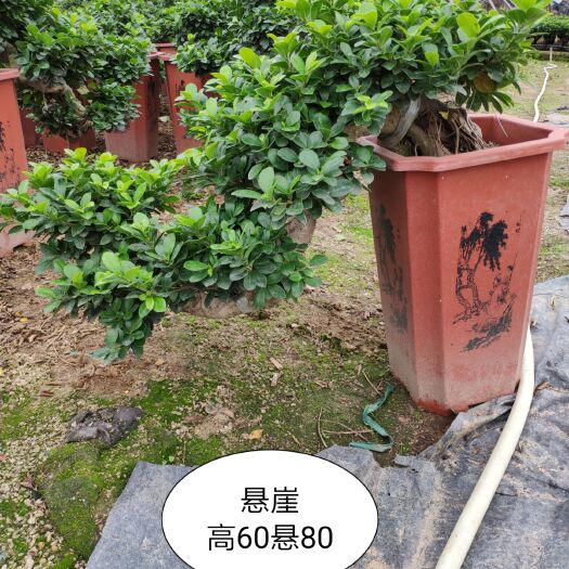  小葉榕 