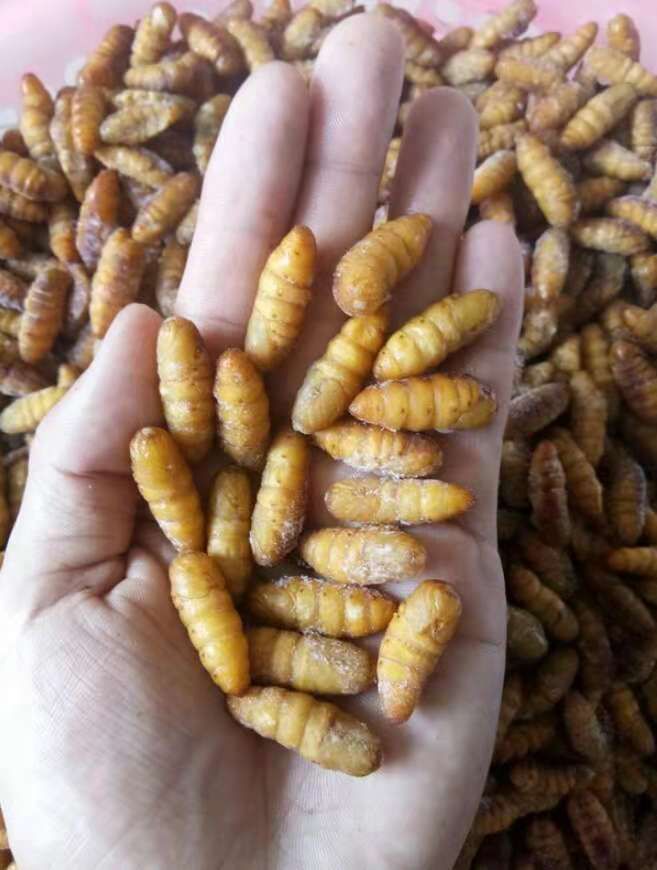 蚕蛹~包邮到家