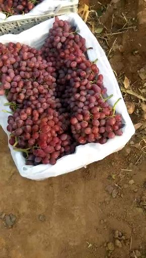 秋红葡萄 5%以下 1次果 1-1.5斤