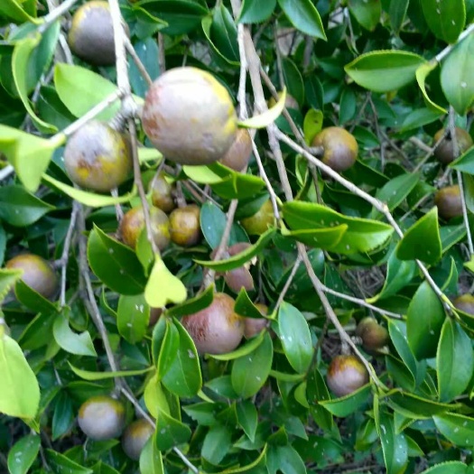 阳山县白花茶山茶油