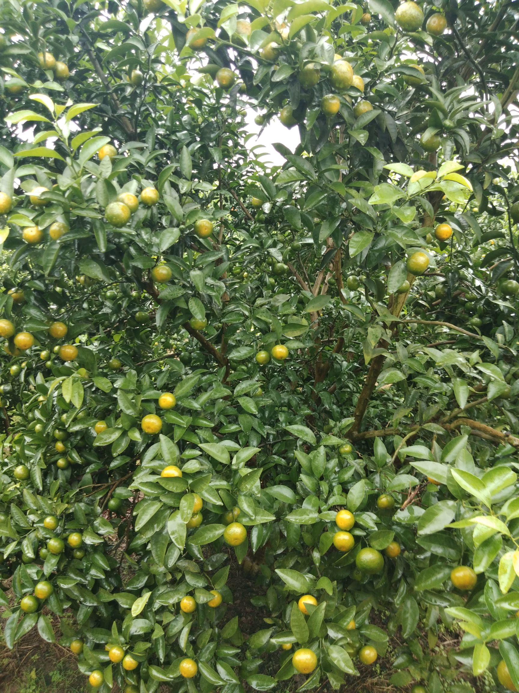 青香桔 3.5 - 4cm 1 - 1.5两 