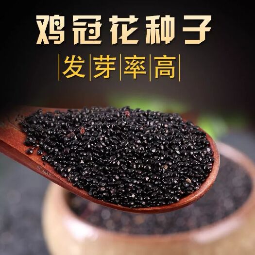 安国市鸡冠花种子
