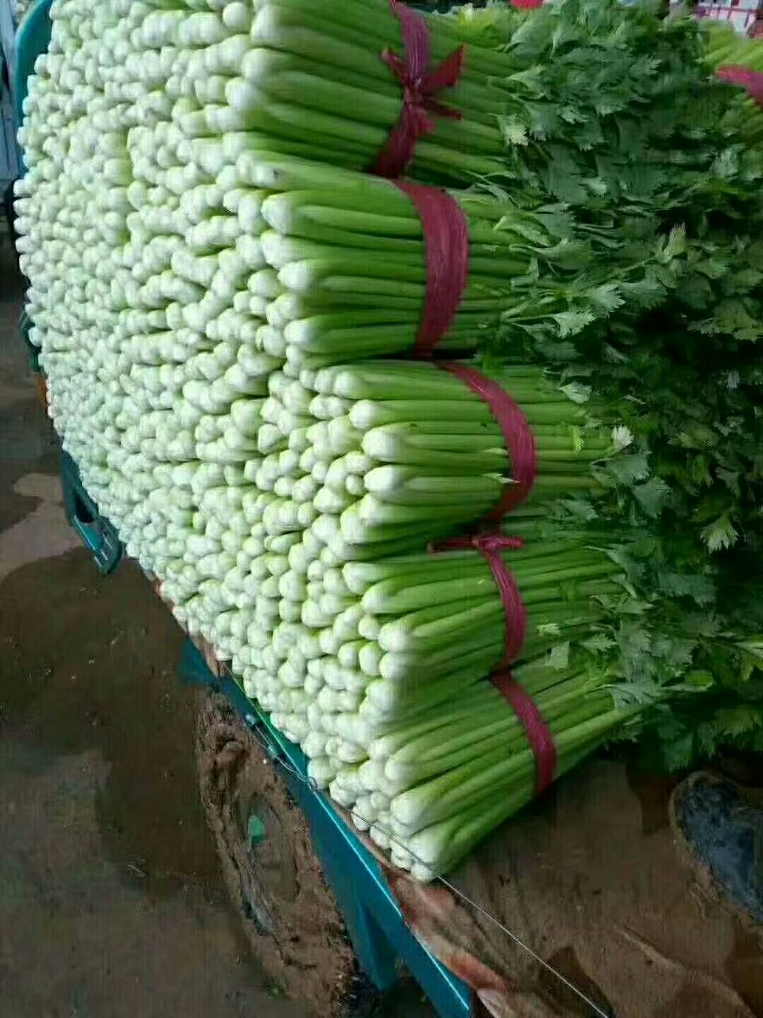  精品芹菜大量上市中，有需要的老板前来联系。