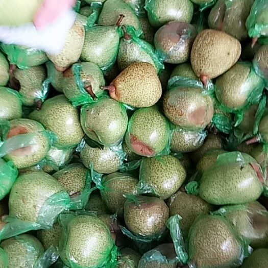 莱阳市莱阳梨 400-450g 85mm以上