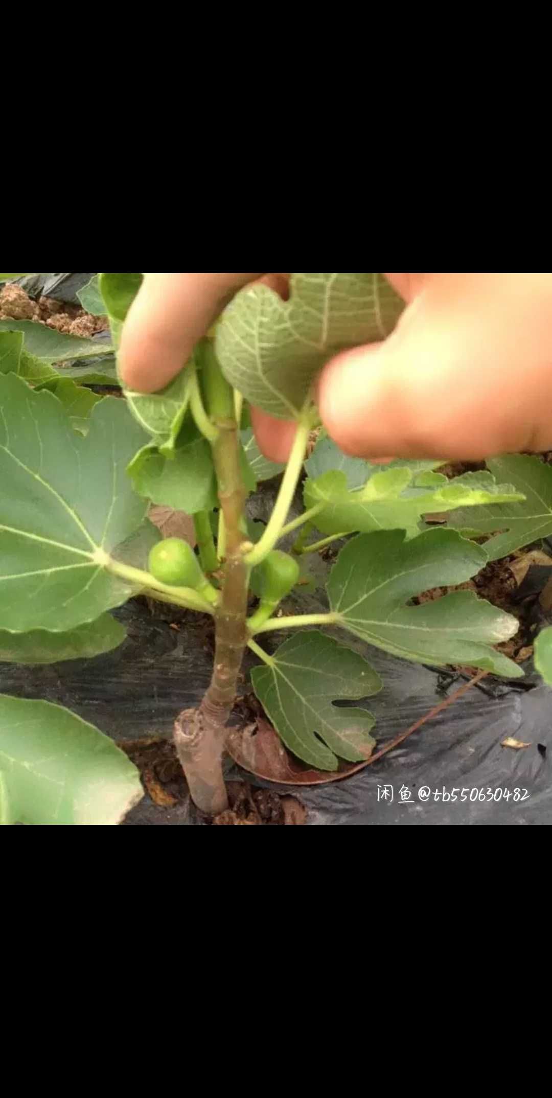 青皮无花果树苗 波姬红无花树苗四季可种植