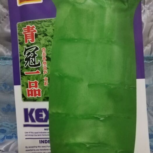 成都莴笋种子 青冠一品 黄籽 耐寒 优质品种