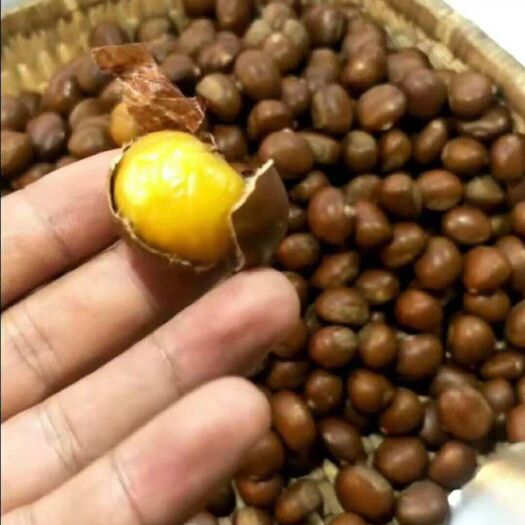 遵化市迁西板栗 统货 特选