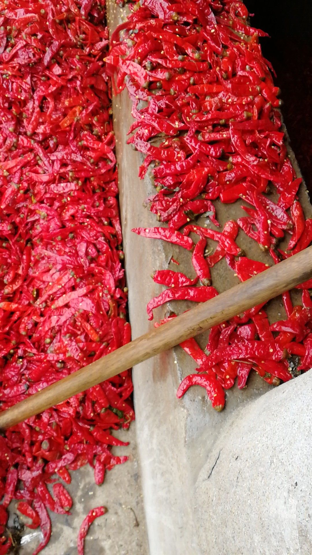 泡椒 天津腌制辣椒