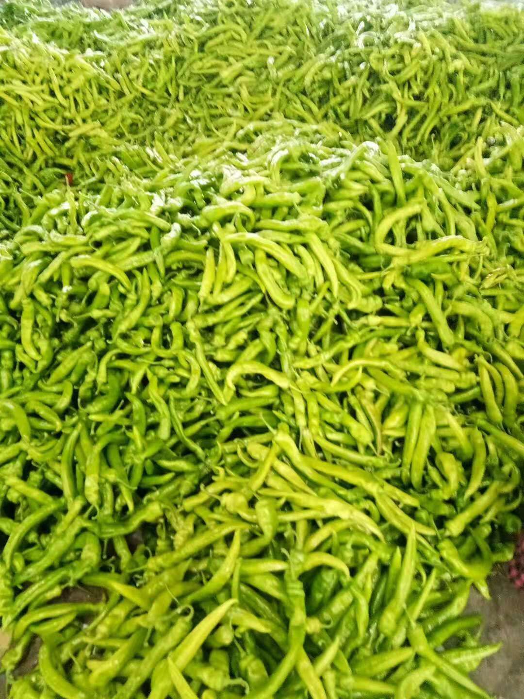 黄皮尖椒，全年有货，包装齐全，对接商超，市场