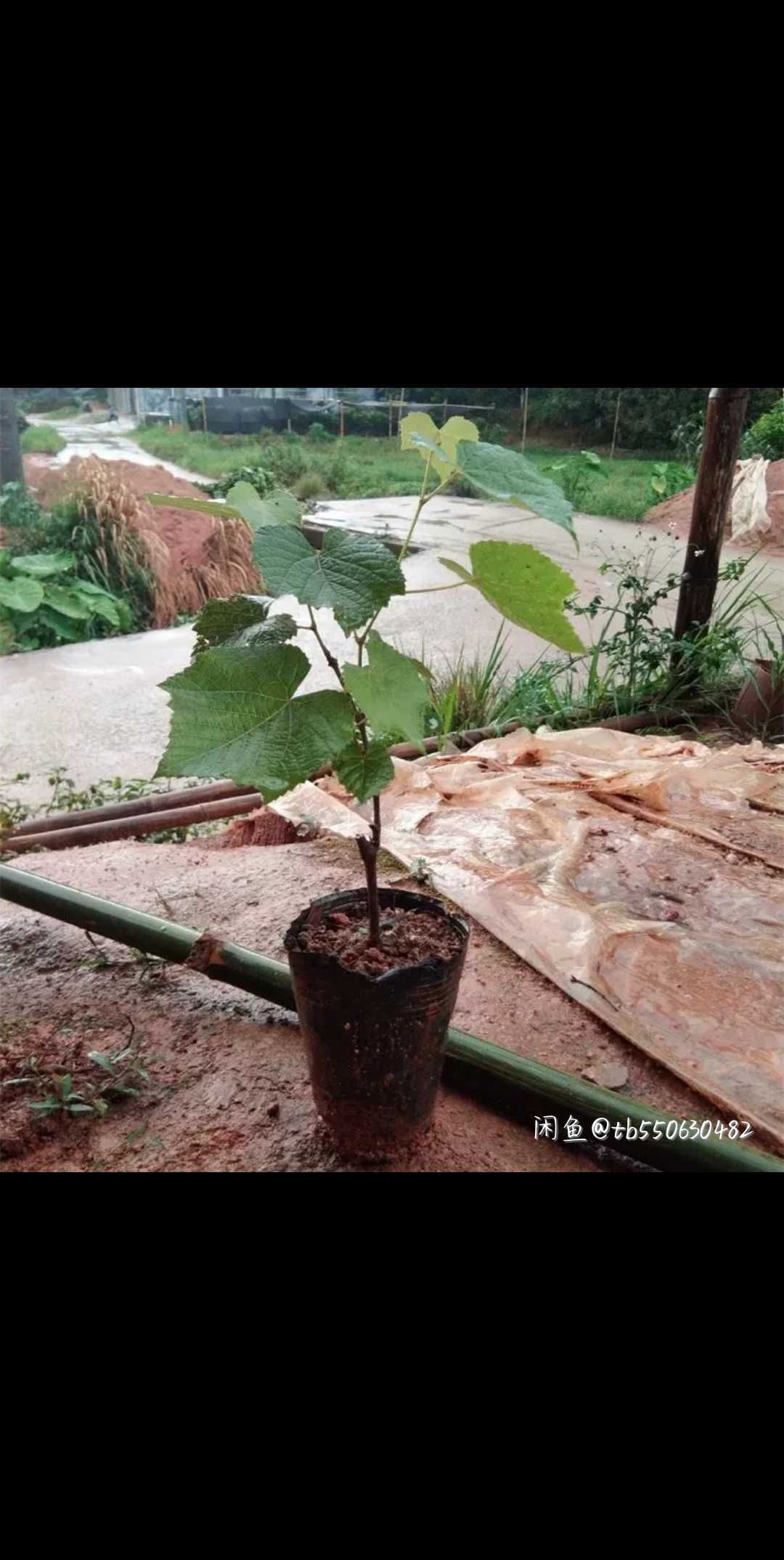 红提苗 红提葡萄苗  夏黑葡萄苗 巨峰葡萄苗