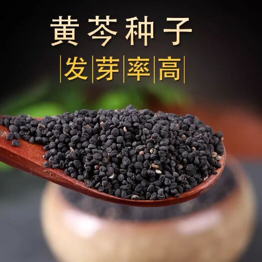 安国市黄芩种子