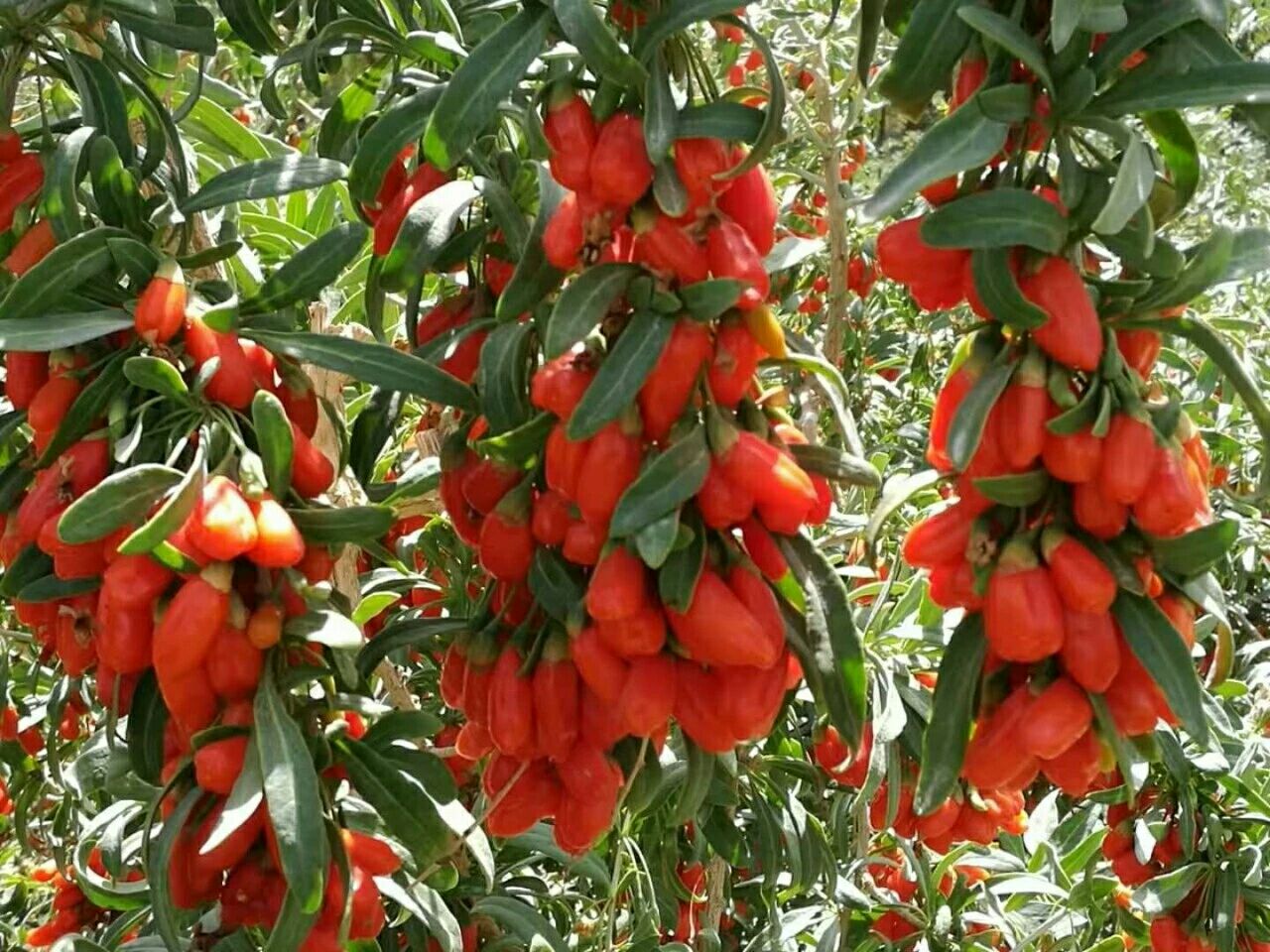 宁夏枸杞药食同源枸杞 批发零售《量大联系客服》