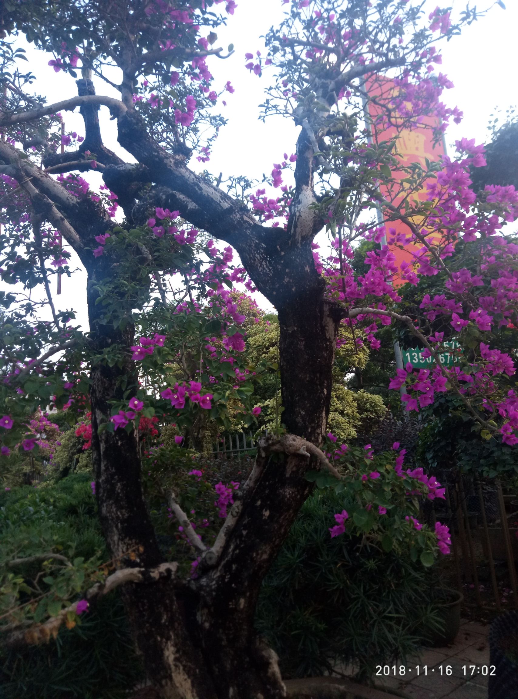 槐花蜜 塑料瓶装  2年以上