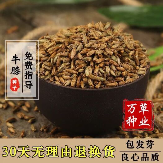 安国市牛膝种子