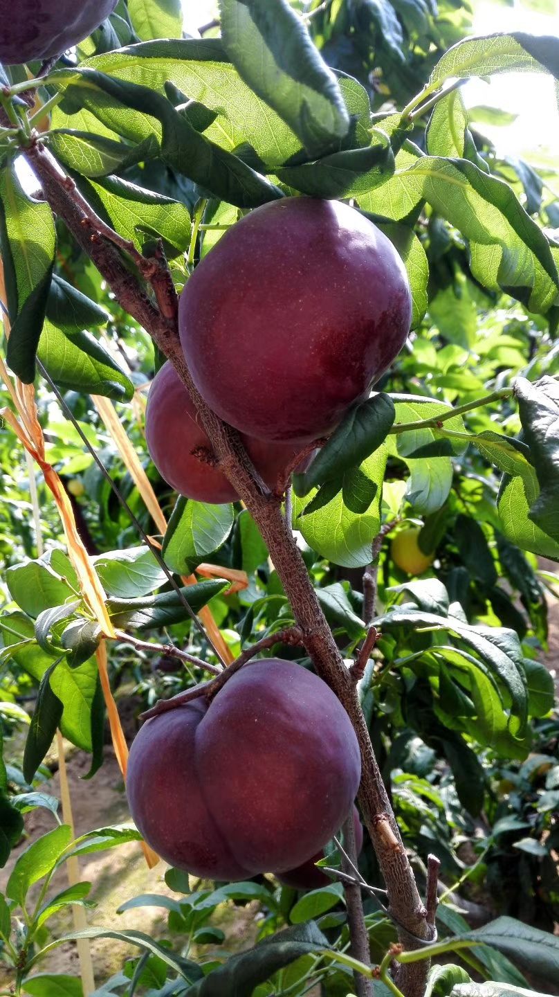 黑霸王李树苗 黑霸王李子   单果重可达一斤   红褐颜色  果粉靓丽