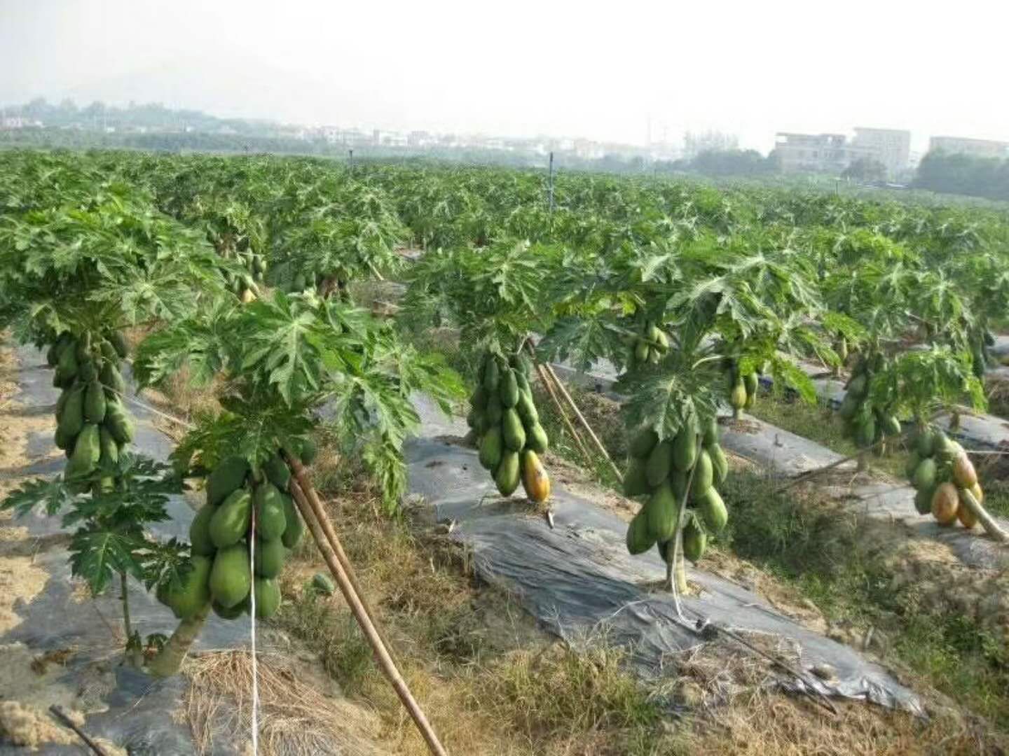 红心木瓜苗 大青木瓜苗