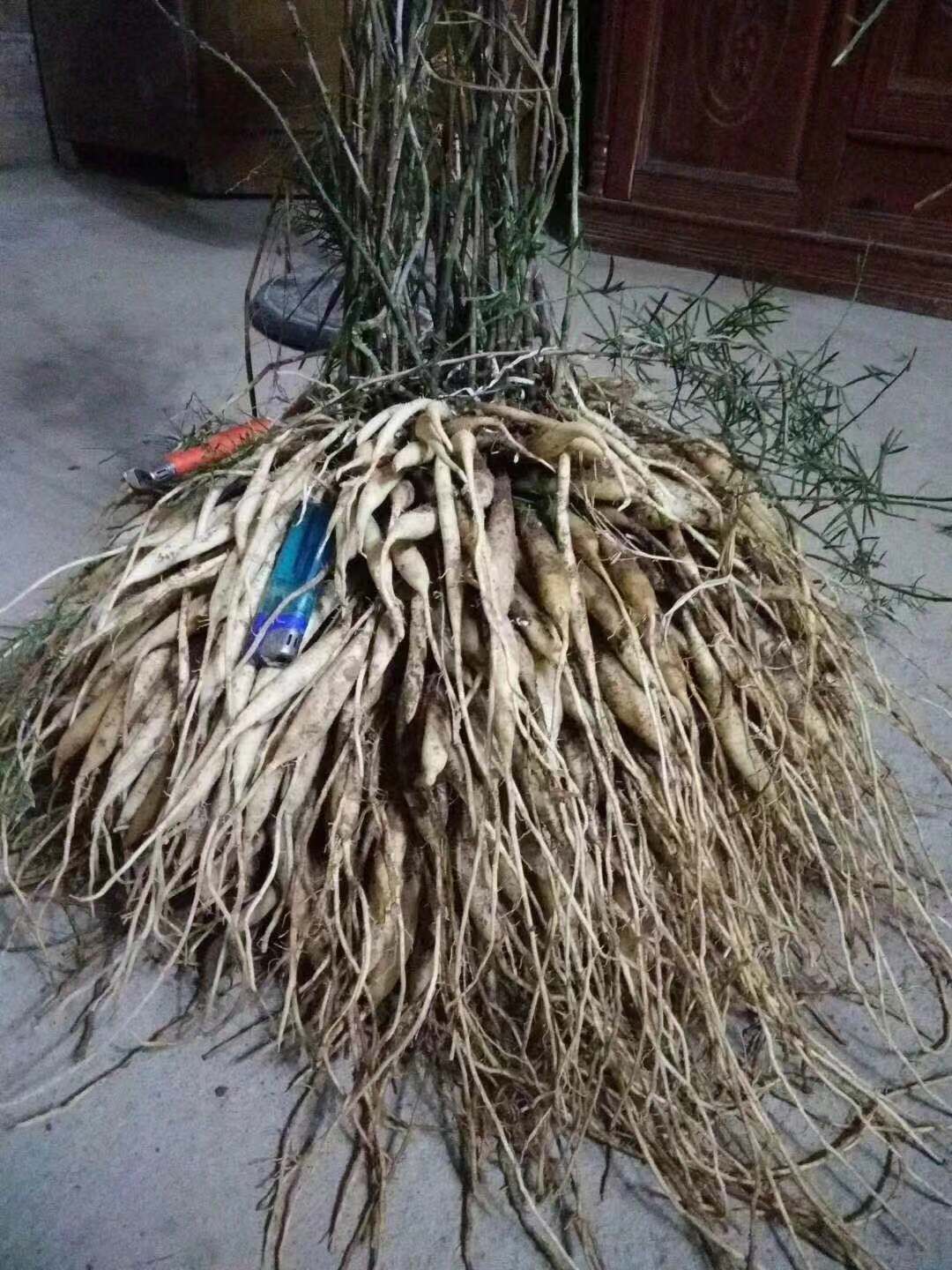 天冬  种植周期两年以上，三年后开挖比较好