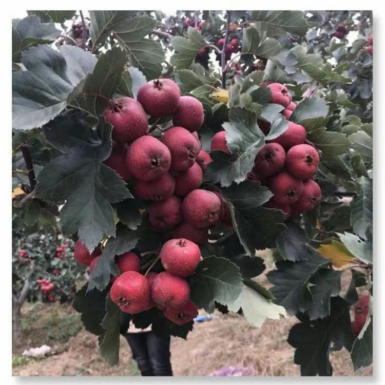 大金星山楂树苗