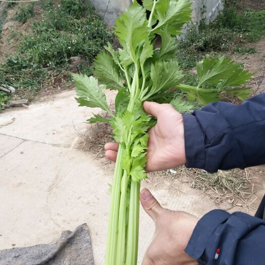 修武县法国皇后芹菜 小香芹