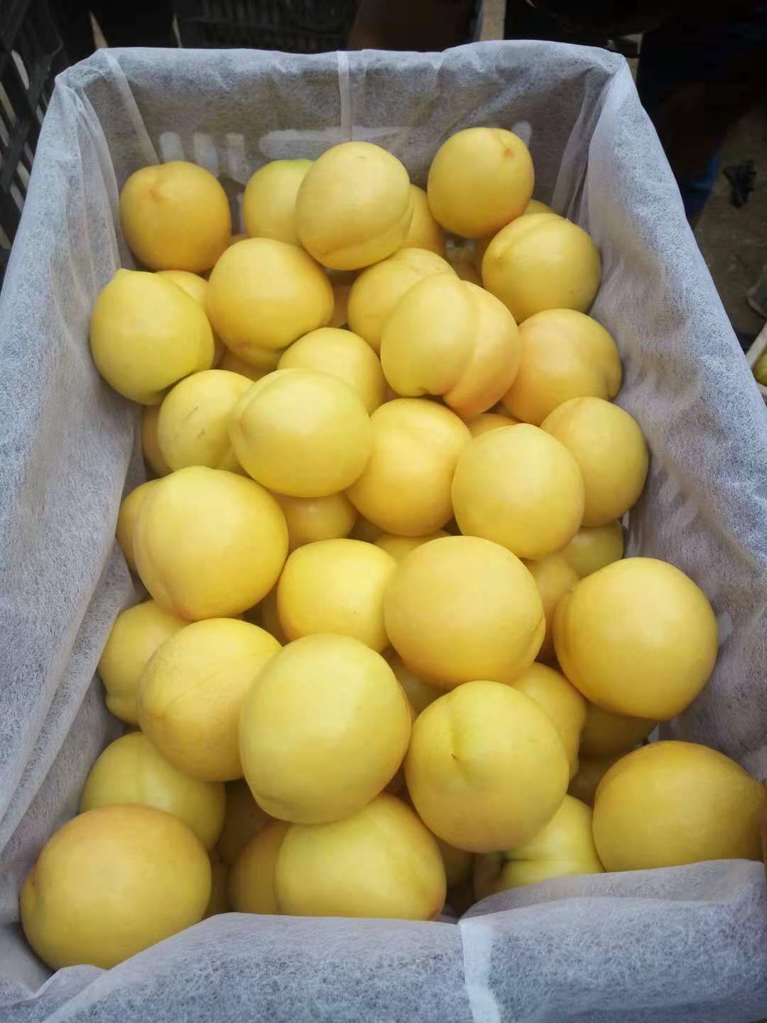 黄金蟠桃树苗 0.5~1米