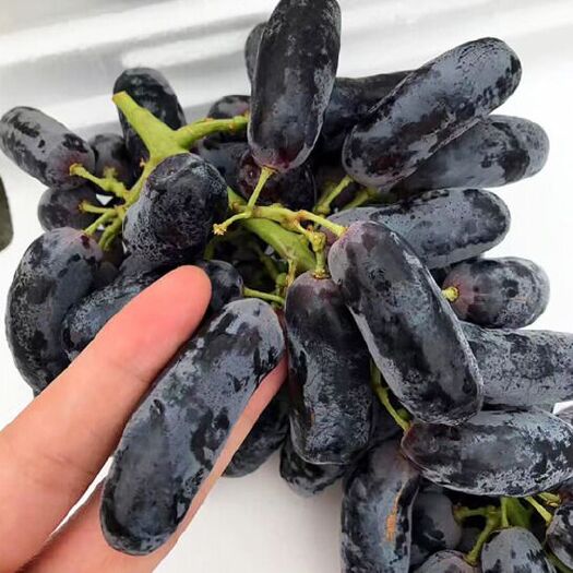 平邑县蓝宝石葡萄苗  市场前景比较好的蓝宝石葡萄