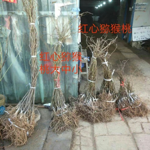 新沂市徐香猕猴桃苗 嫁接苗