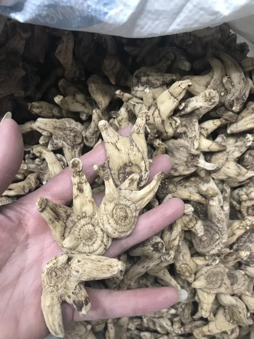 白及 