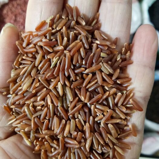 ，厂家直销红米，圆粒红米，长粒红米