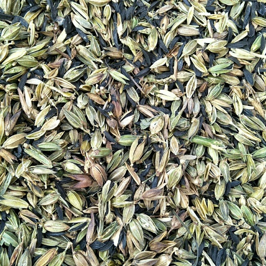 亳州知母种子 纯新2年籽