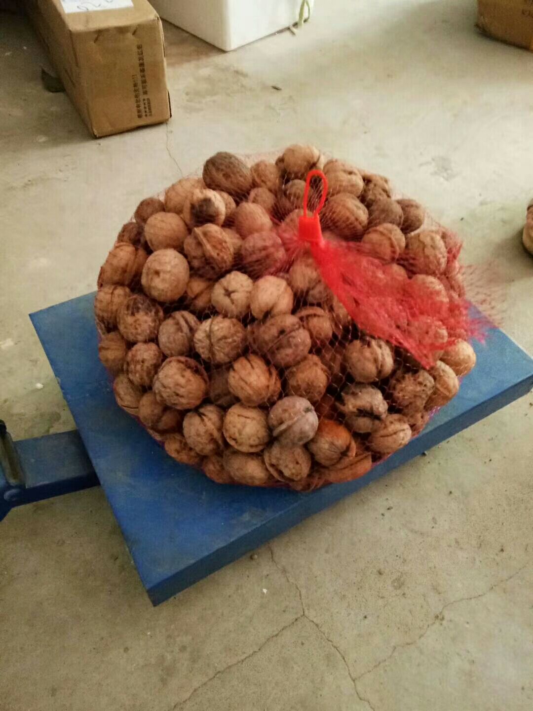 陕西核桃
