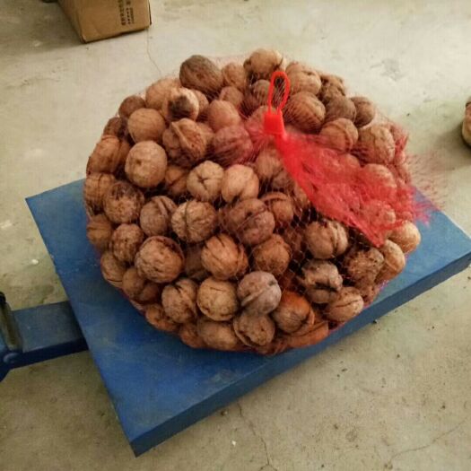略阳县陕西核桃