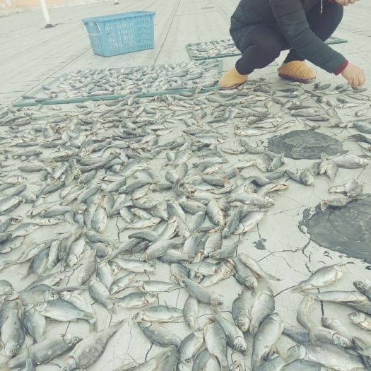 固始县鲫鱼干