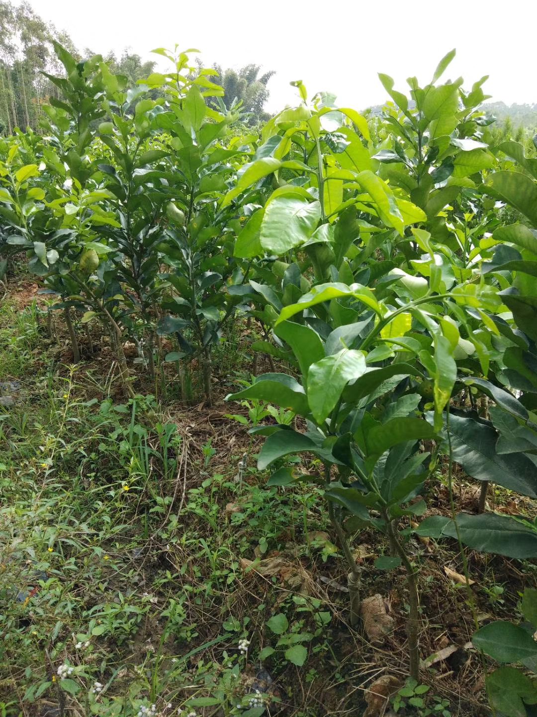 血橙苗 嫁接苗 0.5~1米