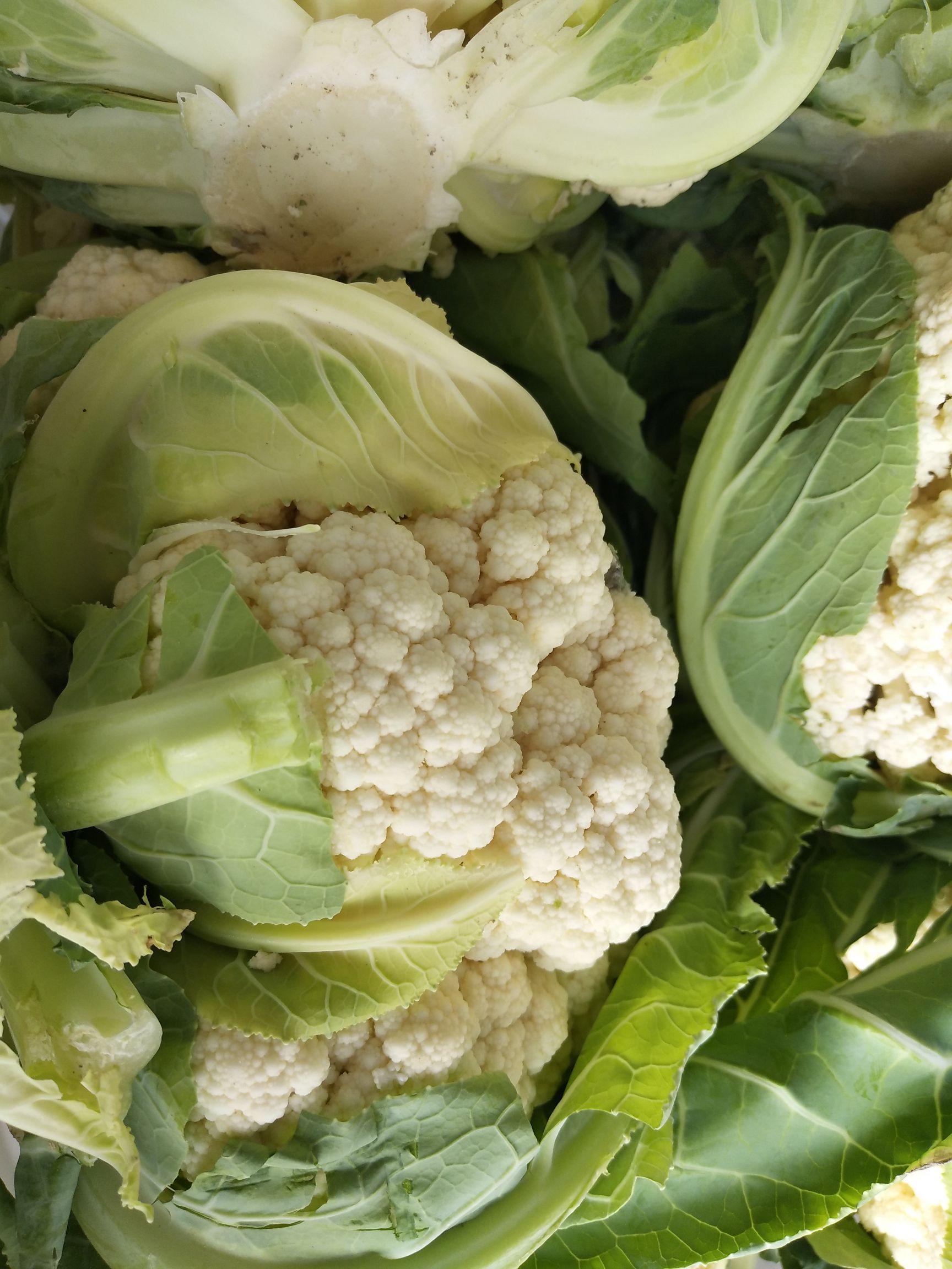 白花菜花  【精品】有机花菜  产地大量供应 一手货源 全国代发