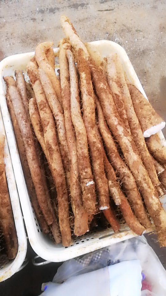 牛尾山药 40~50cm 