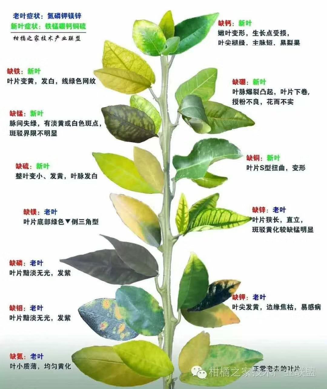 生根剂 ，促进生根，提高成活率，经济实用型